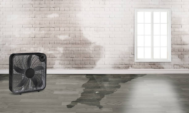 Best Carpet water damage restoration  in Eulyptus Hills, CA